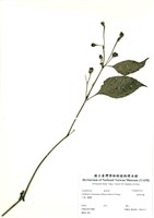 藏品(臺灣馬藍)的圖片